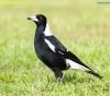 An old cyclist dies after a magpie swoops near Sydney