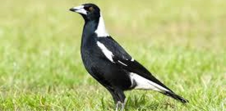 An old cyclist dies after a magpie swoops near Sydney