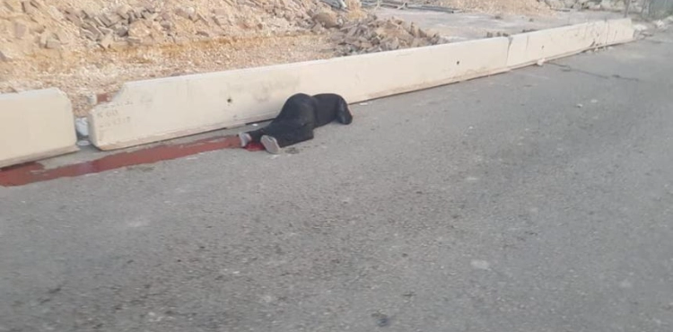 A woman was shot dead by the Israeli occupation forces at Qalandiya checkpoint
