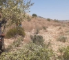 The occupation cuts dozens of olive trees in Salfit