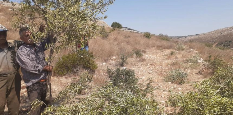 The occupation cuts dozens of olive trees in Salfit