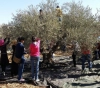 Calls to protect the olive season from the occupation and its settlers