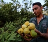 Gaza guava grapples with pests and salinity of water