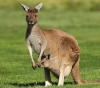 Australia launches kangaroo harvest program with meat as pet food
