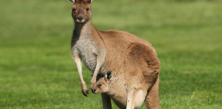 Australia launches kangaroo harvest program with meat as pet food