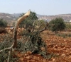 Settlers cut down 36 olive trees in Burin