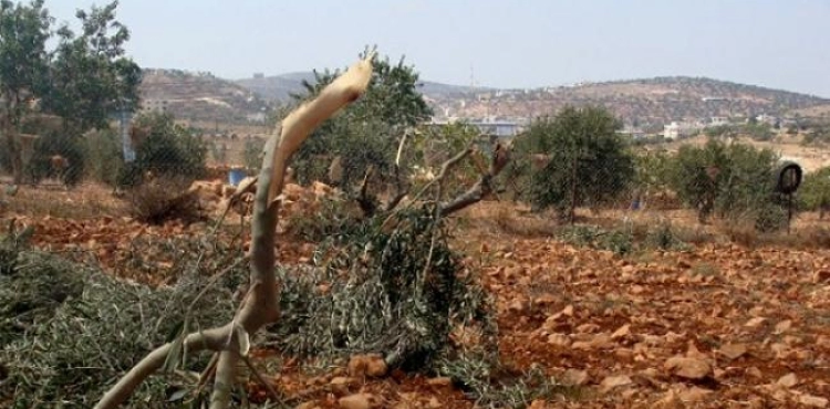 Settlers cut down 36 olive trees in Burin