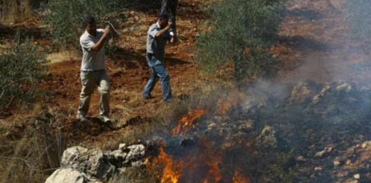 Settlers burn 80 olive trees in Burin