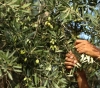Settlers attack a farmer in Tel