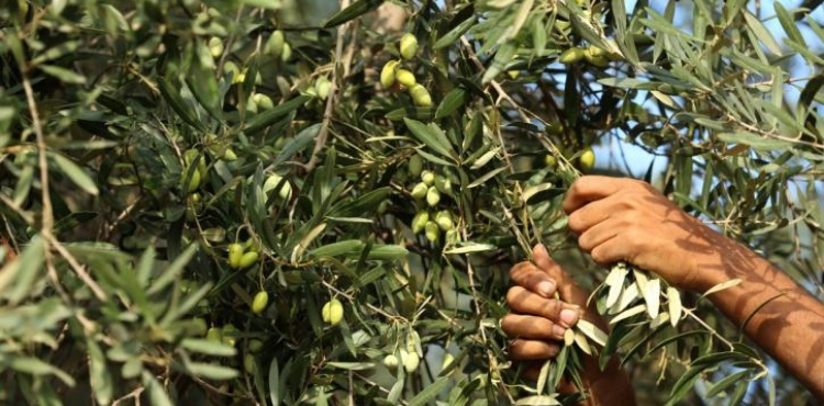 Settlers attack a farmer in Tel