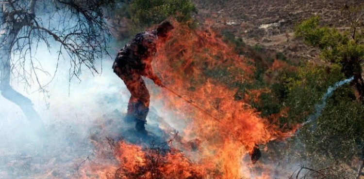 Many injures and burned 450 olive trees attacked by settlers in Burin