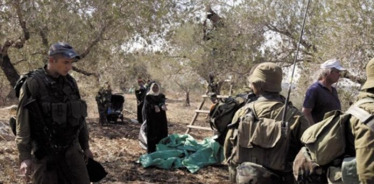 The occupation continues to expel the olive pickers from their lands in Qaryut