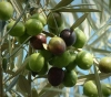 Settlers seize olive harvesting equipment in Yasuf
