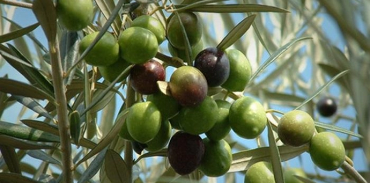 Settlers seize olive harvesting equipment in Yasuf