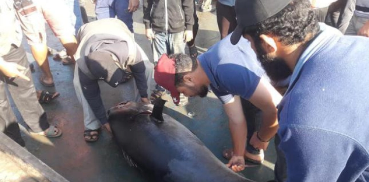 Catching a fish weighing 160 kg off the coast of Gaza
