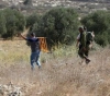 Nablus: Israeli forces expel olive pickers from their lands