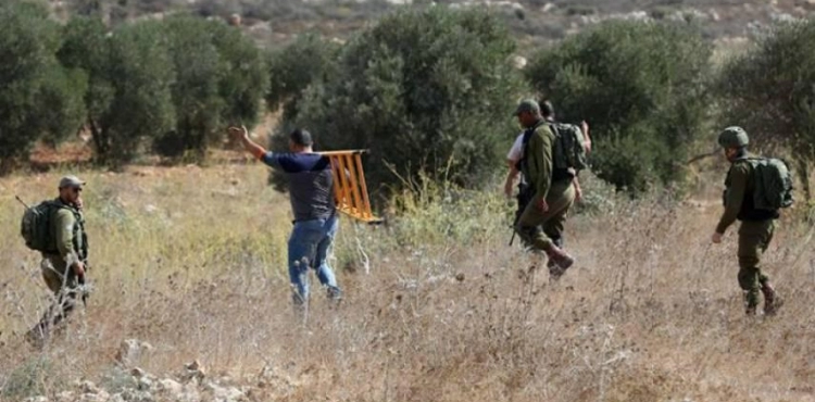 Nablus: Israeli forces expel olive pickers from their lands