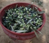 Settlers steal olive from Qaryut