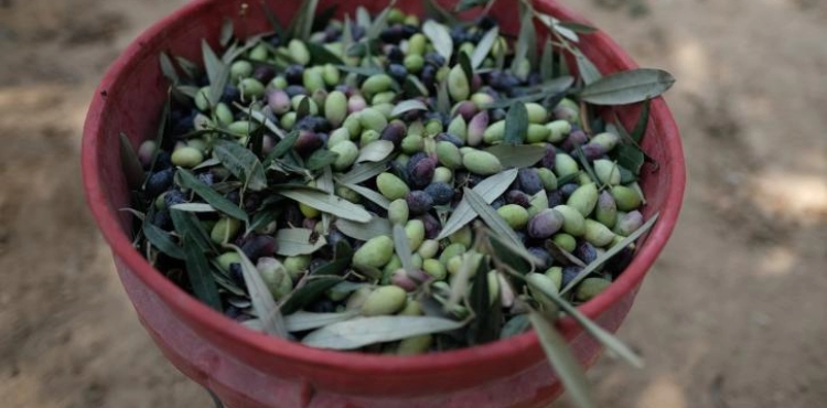 Settlers steal olive from Qaryut