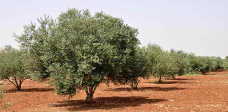 In Palestine, olive trees are surrounded by security gates and settlers are stealing their fruits
