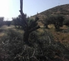 60 olive trees were cut down in al-Sawiya south of Nablus