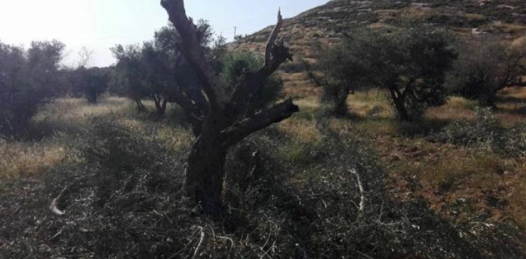 60 olive trees were cut down in al-Sawiya south of Nablus