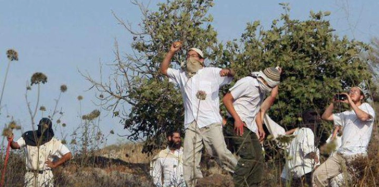 Settlers attack olive pickers in Jalud