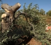 Settlers cut down 30 olive trees south of Nablus