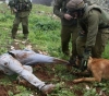 Settler dogs attack a citizen in Kisan