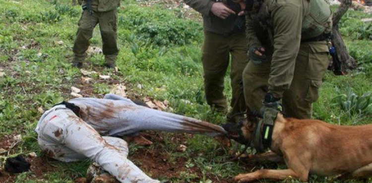 Settler dogs attack a citizen in Kisan