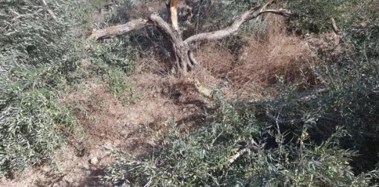 Settlers cut olive trees south of Nablus