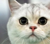 A cat left her home and returned with the strangest bag of drugs