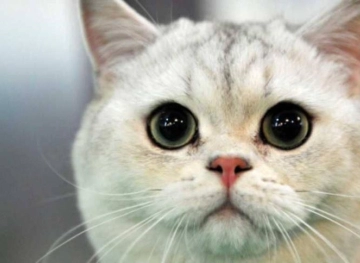 A cat left her home and returned with the strangest bag of drugs