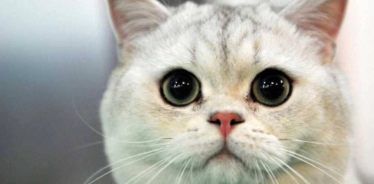 A cat left her home and returned with the strangest bag of drugs