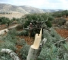 Settlers cut hundreds of vine and olive trees south of Bethlehem