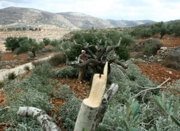 Settlers cut hundreds of vine and olive trees south of Bethlehem