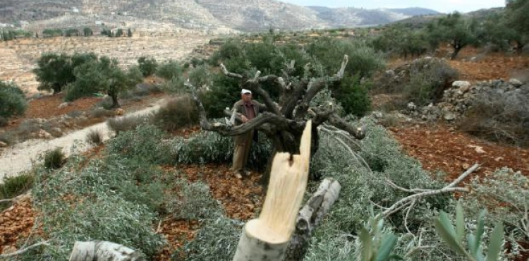 Settlers cut hundreds of vine and olive trees south of Bethlehem
