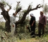 Settlers cut down dozens of trees west of Bethlehem