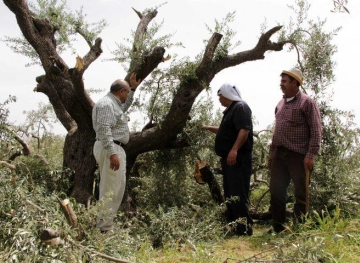 Settlers cut down dozens of trees west of Bethlehem