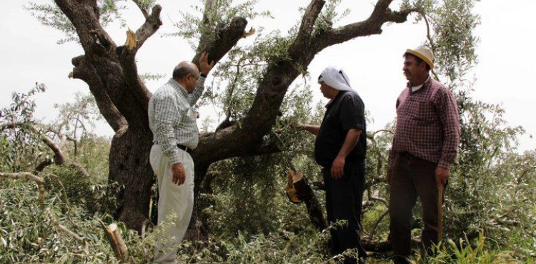 Settlers cut down dozens of trees west of Bethlehem