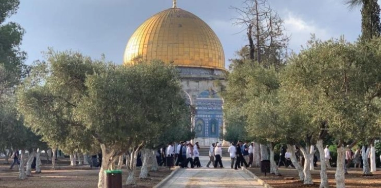 More than 160 settlers break into &quot;Al-Aqsa&quot;