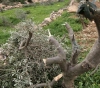 Settlers cut dozens of vine and olive trees in the Greens
