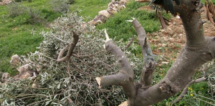 Settlers cut dozens of vine and olive trees in the Greens
