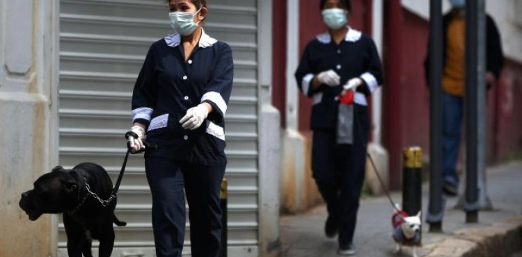 Training dogs to detect new infection with the Corona virus