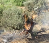 Settler Burns Olive Fields south of Nablus