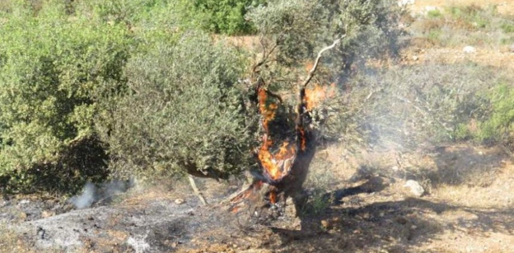 Settler Burns Olive Fields south of Nablus