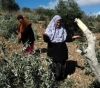 Settlers uproot 350 seedlings south of Bethlehem