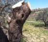 Settlers cut olive trees in Qaryut