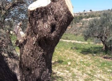 Settlers cut olive trees in Qaryut