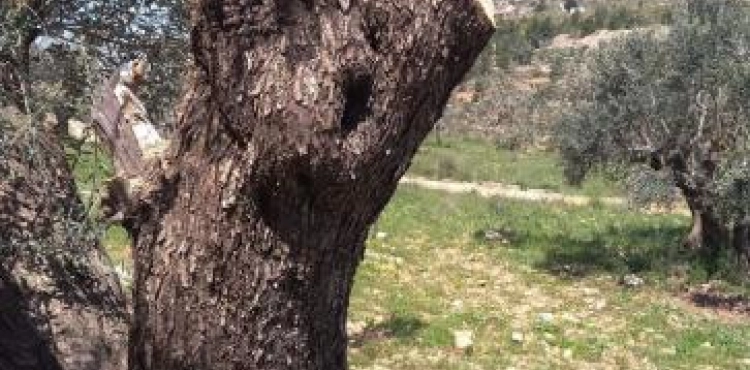 Settlers cut olive trees in Qaryut